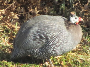 One of the Guineas poses before again pursuing spiders, ticks, flies, wasps, termites; a fowl exterminator!