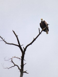 "The first eagles we encountered appeared as we entered the first rapids of the trip. We could only watch them out of the corners of our eyes as we steered through the boulders. We spotted this eagle during calmer waters and were able to get a better look."