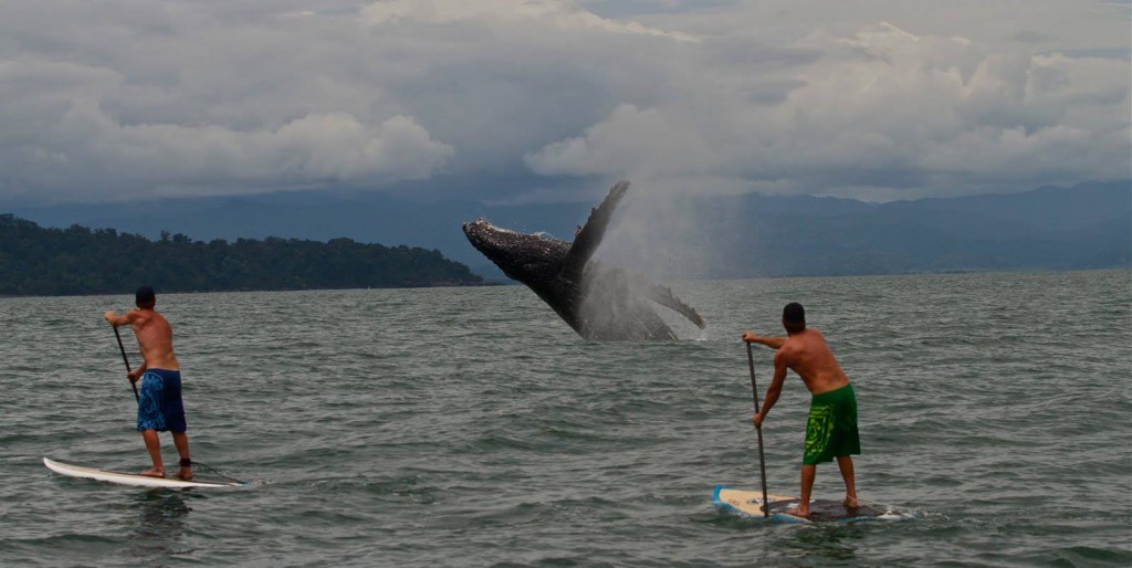 two men stand up paddleboarding in the ocean with whale breaching in background