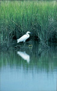 Snowy Egrets are seen often in the Swamp. As are...