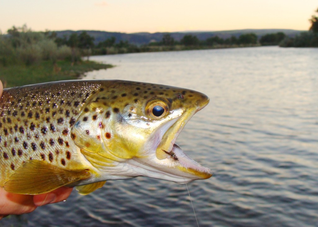 close up of brown trout caught in Bighorn River MT