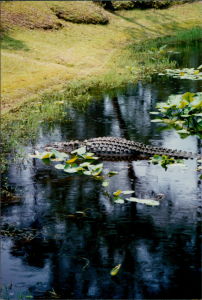 Alligators are often seen on the lower section of the Cape Fear River.