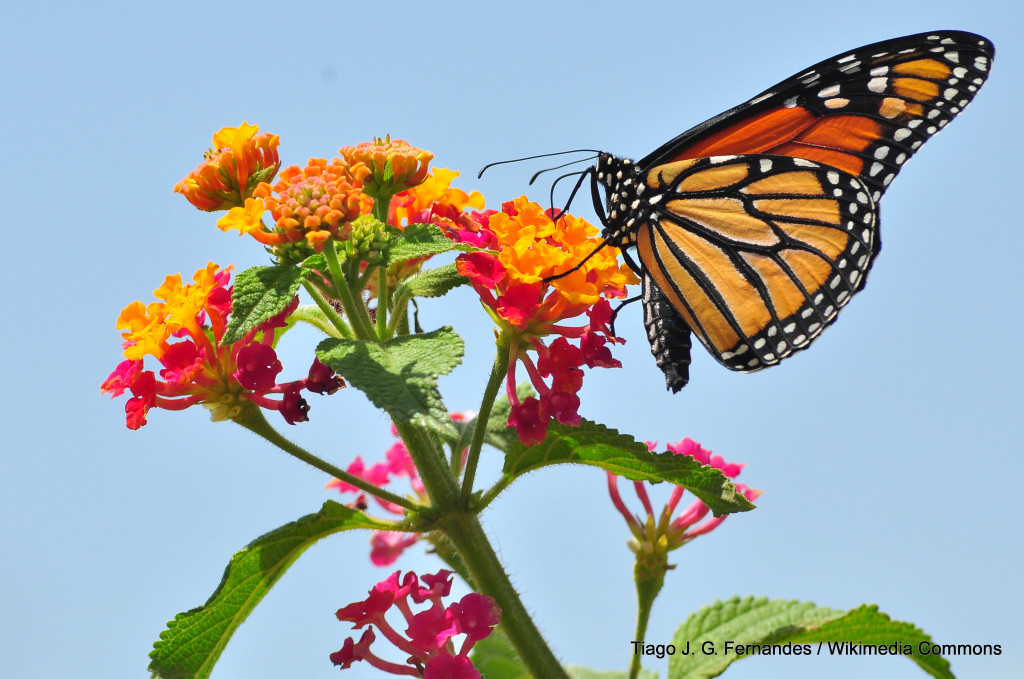 1-Monarch_Butterfly_Danaus_plexippus_Tiago_J_G_Fernandes_Wikimedia_Commons_BY_CC_FPWC