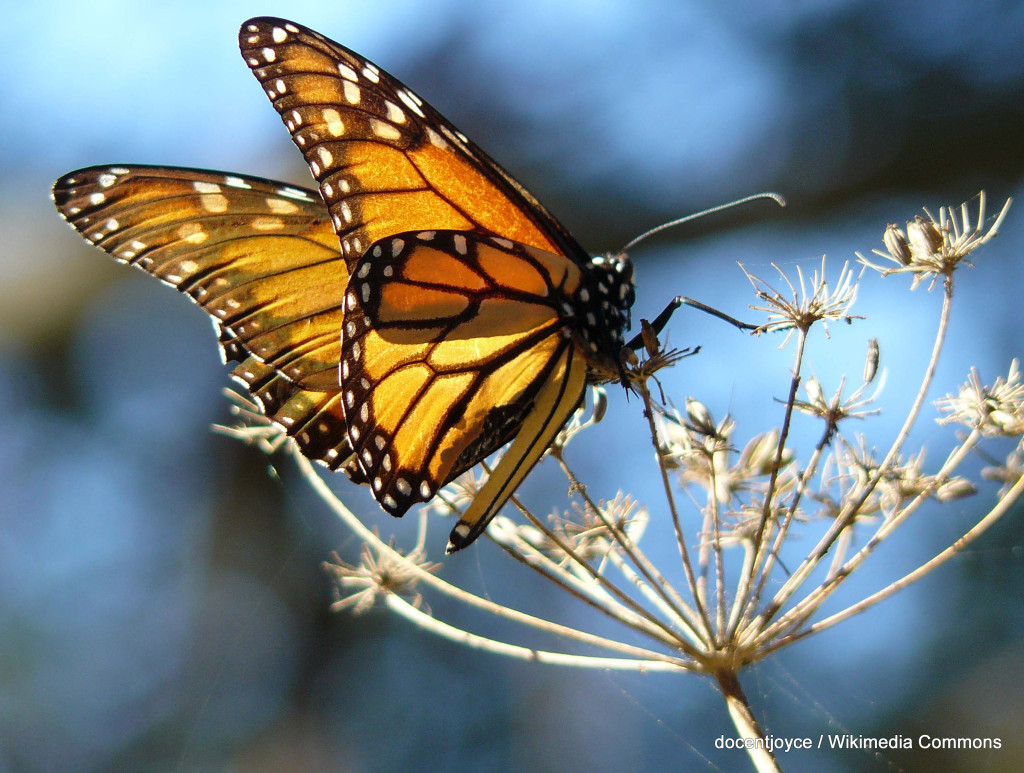 1-monarch_butterfly_docentjoyce_wikimedia_commons_CC_BY_FPWC
