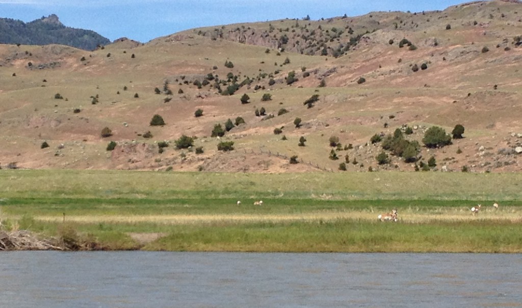 Pronghorn take advantage of fields planted for cows.