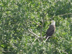 A bald eagle observes paddlers below