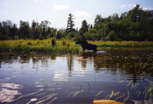 A moose emerging from the river.
