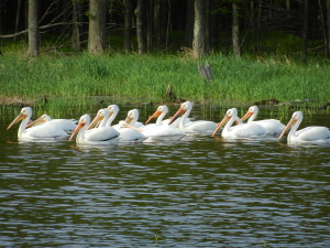 Pelicans along the shore of Wisconsin’s Big Eau Pleine River and Flowage.