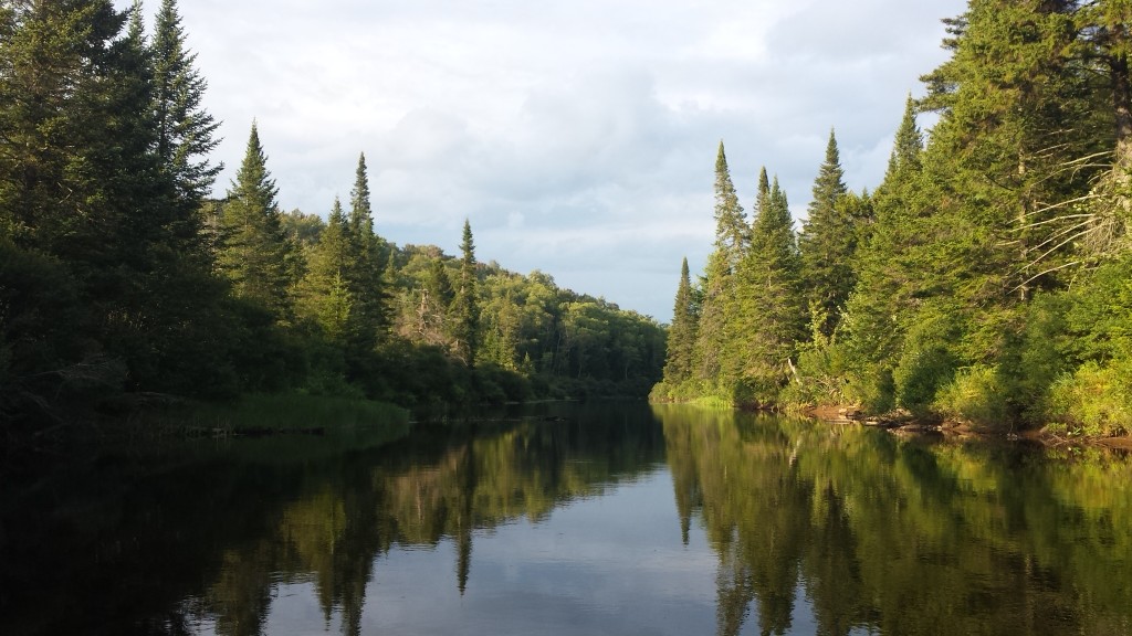 the Oswegatchie surrounded by trees