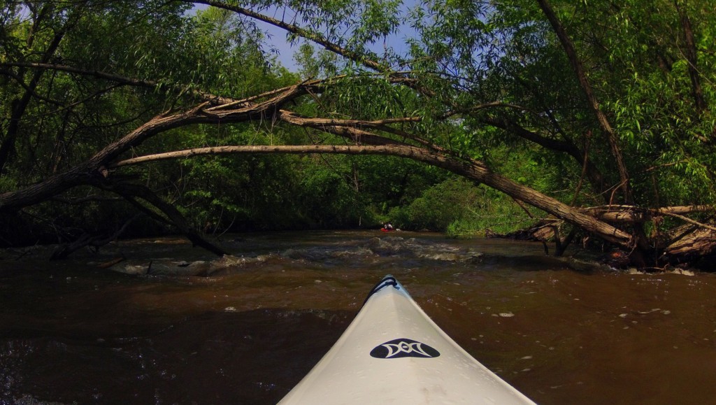 deadfall in the distance while on a kayak