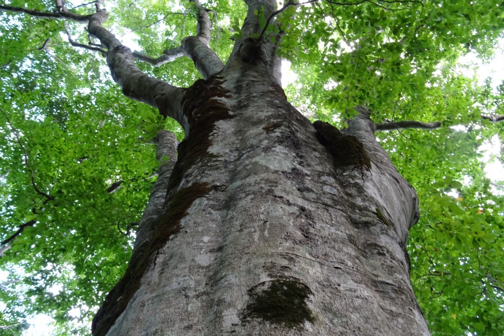 looking up at large beech tree